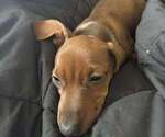 Small #1 Dachshund