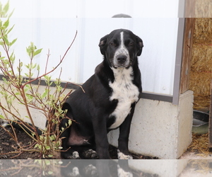 Border Collie-Hangin Tree Cowdog Mix Puppy for sale in SHILOH, OH, USA