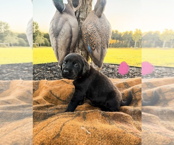 Medium Photo #3 Labrador Retriever Puppy For Sale in GREENWOOD, SC, USA