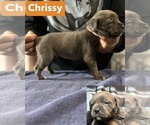 Puppy Chrissy Cane Corso