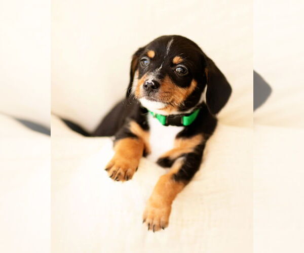 Medium Photo #6 Dachshund Puppy For Sale in Corona, CA, USA