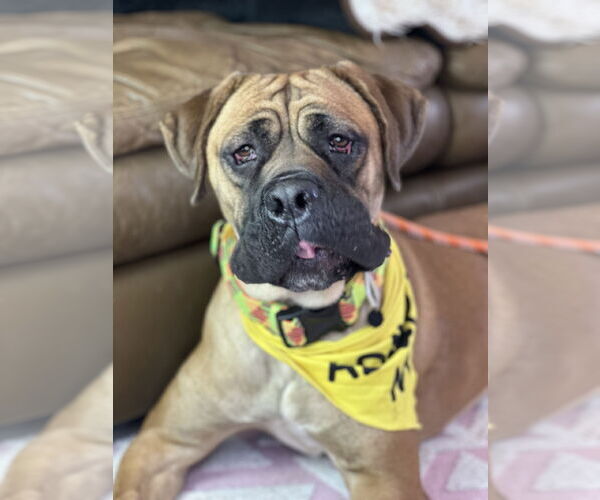 Medium Photo #10 Mutt Puppy For Sale in Goodyear, AZ, USA