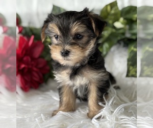 Yorkshire Terrier Puppy for sale in ROCK STREAM, NY, USA