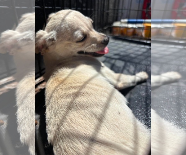 Medium Photo #3 Chihuahua-Unknown Mix Puppy For Sale in Grafton, WI, USA