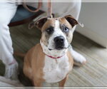 Small #17 Boxer Mix