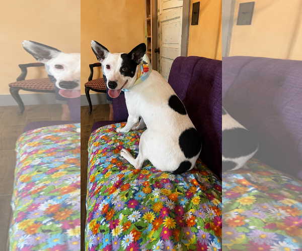 Medium Photo #9 Mutt Puppy For Sale in Rockaway, NJ, USA
