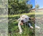 Small #2 American Pit Bull Terrier Mix
