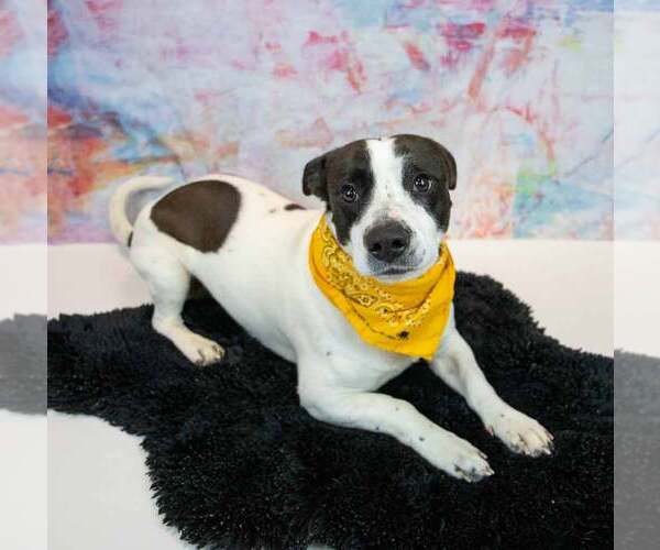 Medium Photo #7 Mutt Puppy For Sale in Kennesaw, GA, USA