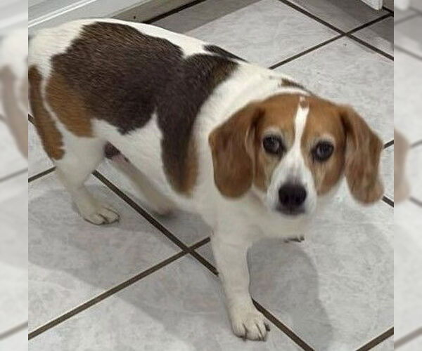 Medium Photo #6 Beagle Puppy For Sale in Dunnellon, FL, USA