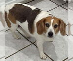 Small #5 Beagle