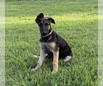 Puppy Sassy German Shepherd Dog