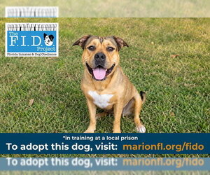 LYJA - Female American Bulldog Dog for Adoption - Photo #3