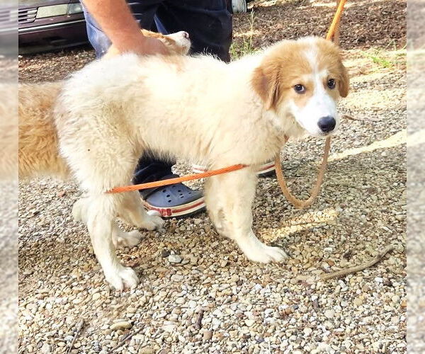 Medium Photo #6 Great Pyrenees Puppy For Sale in Spring, TX, USA