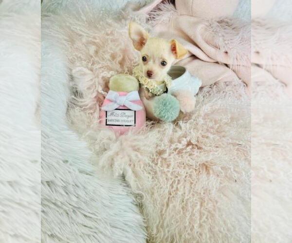 Medium Photo #19 Chihuahua Puppy For Sale in JACKSONVILLE, FL, USA