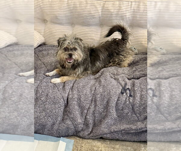 Medium Photo #7 Border Terrier-Unknown Mix Puppy For Sale in Brewster, NY, USA
