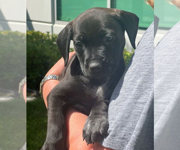 Medium Photo #3 Pointer-Unknown Mix Puppy For Sale in Dana Point, CA, USA