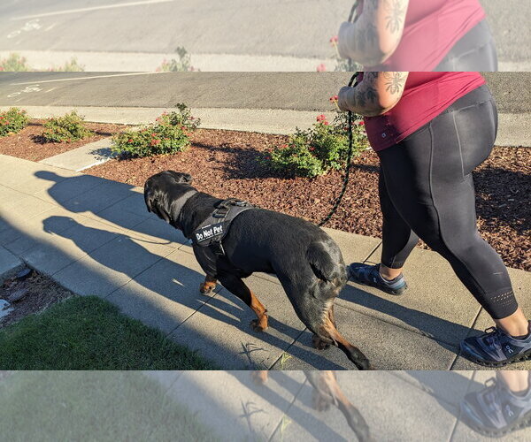 Medium Photo #3 Rottweiler Puppy For Sale in Woodland, CA, USA