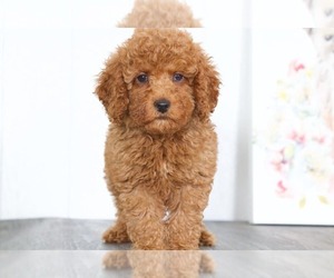 Goldendoodle Puppy for sale in BEL AIR, MD, USA