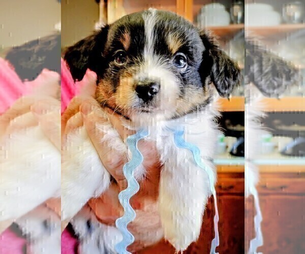 Medium Photo #1 Miniature Australian Shepherd Puppy For Sale in LA MIRADA, CA, USA