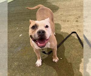 Mutt Dogs for adoption in Las Vegas, NV, USA