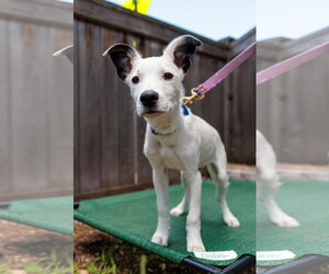 Labrador Retriever-Unknown Mix Dogs for adoption in St. Louis Park, MN, USA