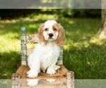 Puppy Freckles Cocker Spaniel