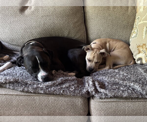 Medium Photo #4 Mutt Puppy For Sale in Rockaway, NJ, USA