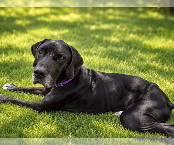 Medium Photo #3 Great Dane Puppy For Sale in Bullard, TX, USA
