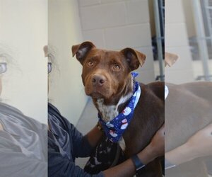 Labrador Retriever-Unknown Mix Dogs for adoption in McKinney, TX, USA