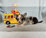 Image preview for Ad Listing. Nickname: AKC Heartthrob