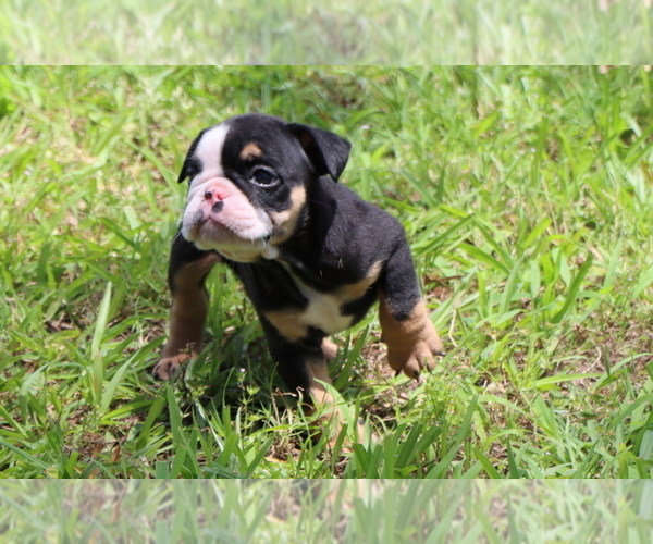 Medium Photo #12 Bulldog Puppy For Sale in WINNSBORO, TX, USA