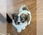 Puppy Puppy 2 Zuchon