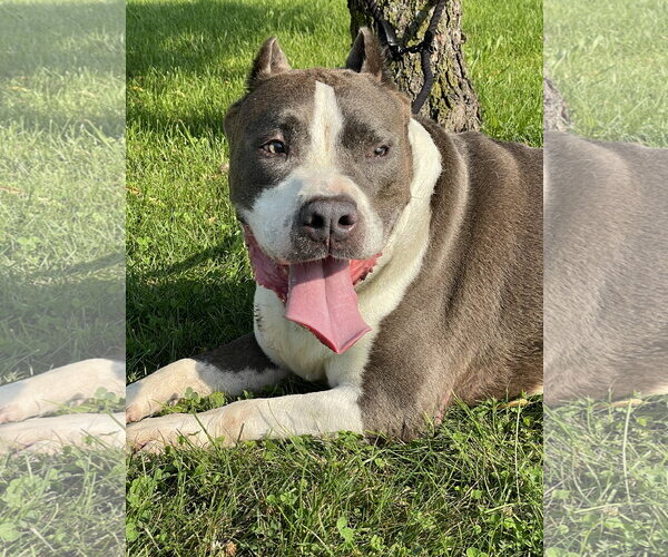 Medium Photo #2 American Pit Bull Terrier Puppy For Sale in Techny, IL, USA