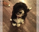 Puppy 2 Bernedoodle