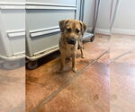 Small German Shepherd Dog Mix