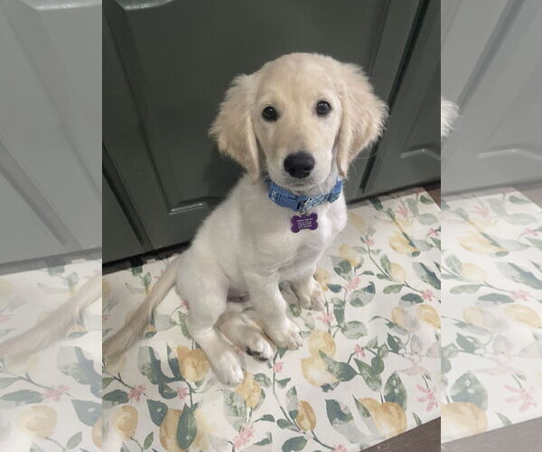 Medium Photo #5 Goldendoodle Puppy For Sale in Fort Worth, TX, USA