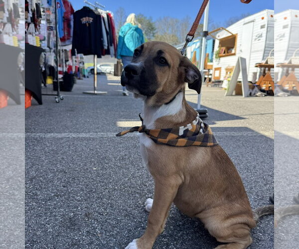 Medium Photo #1 Australian Shepherd-Unknown Mix Puppy For Sale in Blairsville, GA, USA