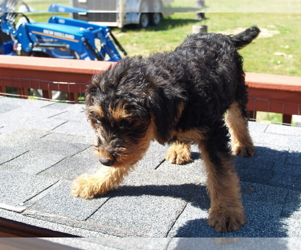 Medium Photo #7 Airedale Terrier Puppy For Sale in CHARLESTOWN, IN, USA