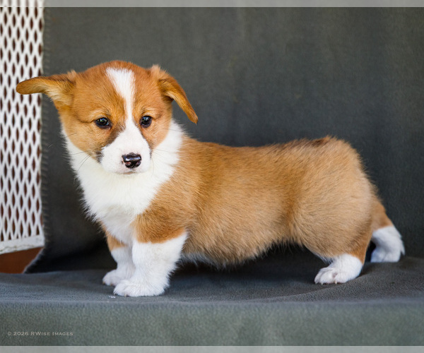 Medium Photo #23 Pembroke Welsh Corgi Puppy For Sale in WAKARUSA, IN, USA