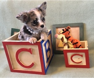 Chihuahua Puppy for sale in NEWVILLE, PA, USA