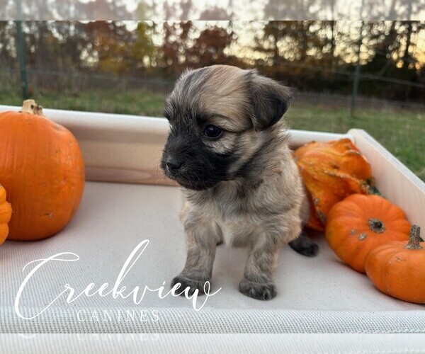 Medium Photo #5 Havanese Puppy For Sale in NIANGUA, MO, USA