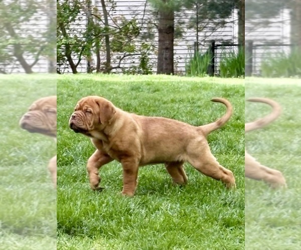 Medium Photo #4 Dogue de Bordeaux Puppy For Sale in ATTLEBORO, MA, USA