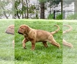 Small #3 Dogue de Bordeaux