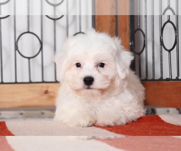 Medium Photo #2 Bichon Frise Puppy For Sale in NAPLES, FL, USA