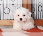 Small Photo #2 Bichon Frise Puppy For Sale in NAPLES, FL, USA