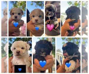 Poodle (Standard)-Shih-Poo Mix Puppy for sale in PHOENIX, AZ, USA