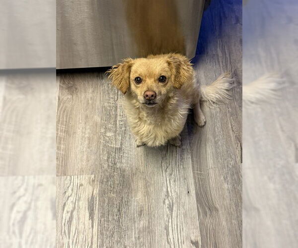 Medium Photo #1 Chiranian Puppy For Sale in Ogden, UT, USA