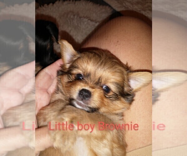 Medium Photo #1 Chihuahua-Pom-Shi Mix Puppy For Sale in KANNAPOLIS, NC, USA