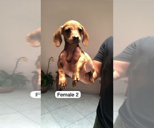 Medium Photo #3 Dachshund Puppy For Sale in LA MESA, CA, USA