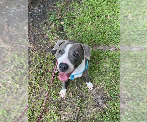 Medium Photo #5 American Pit Bull Terrier-Unknown Mix Puppy For Sale in Oakhurst, NJ, USA